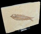 Nicely Preserved Inch Knightia Fossil Fish #4657-1
